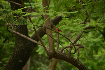 Pajaro en el bosque
