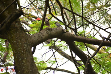 Pajaro en el bosque