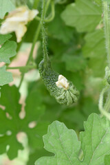 Bitter gourd or Green Bitter gourd hanging from a tree on a vegetable farm, ripe bitter gourd...