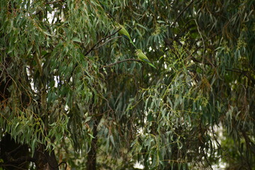 cotorros verdes silvestres