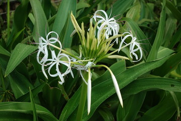 Spider lily.