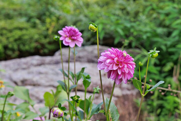 Fototapeta premium ピンクのダリアの花