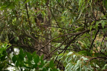 cotorros verdes silvestres
