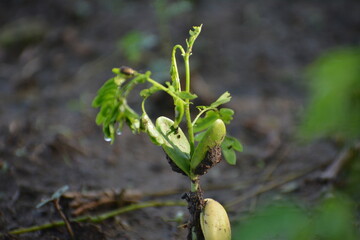 retoño de arbol de parota