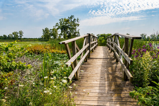 Wooden Bridge Over A Marsh in the St. Clair National Wildlife Area Near Chatham Ontario Canada