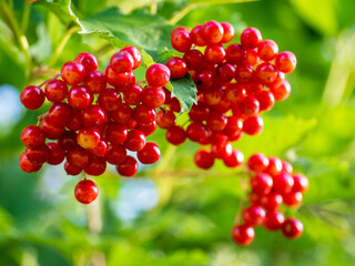Guelder rose bunch of red berries. Closeup view of beautiful scarlet red fruits of Viburnum Opulus. The end of the summer season