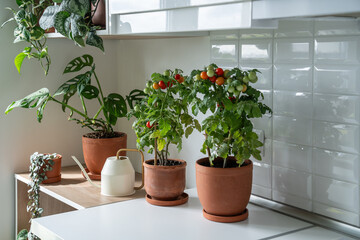 Homegrown of bush cherry red tomato plants in flower pot growing with houseplants at kitchen at home. Urban farming and gardening. Dwarf potted tomatoes plants in apartment. 