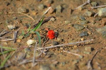 Escarabajo rojo exótico