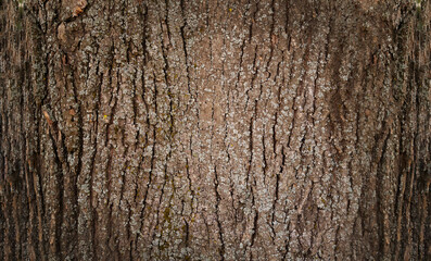 Old tree bark texture background with empty space