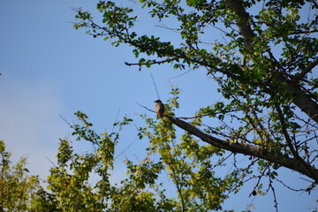 Pájaro silvestre