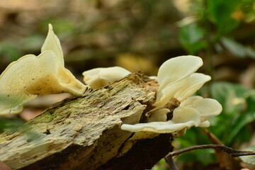 Hongos