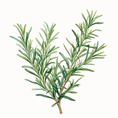 Obraz premium Rosemary watercolor illustration. Hand drawn underwater element design.
