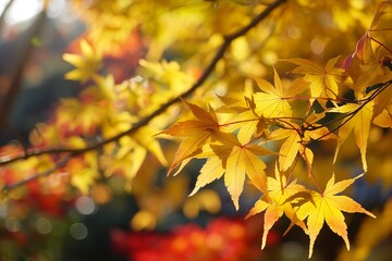 Fototapeta premium Yellow autumn leaves on a tree branch with sunlight creating a warm, golden glow through the colorful foliage.