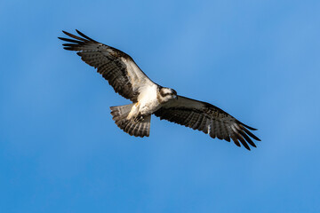 Balbuzard pêcheur, Pandion haliaetus, Western Osprey