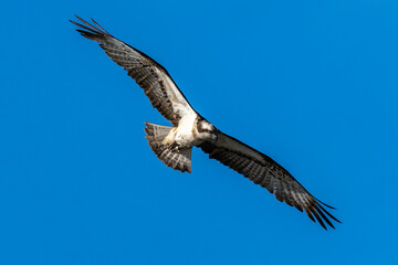 Balbuzard pêcheur, Pandion haliaetus, Western Osprey