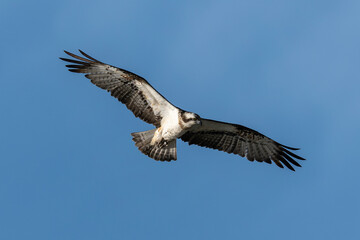 Fototapeta premium Balbuzard pêcheur, Pandion haliaetus, Western Osprey