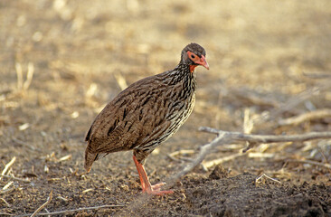 Francolin à gorge rouge,.Pternistis afer, Red necked Spurfowl