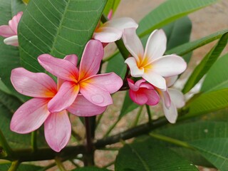 Beautiful Plumeria rubra or frangipani flowers or Kamboja on green leaf background.