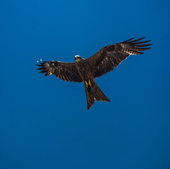 Black Kite #2