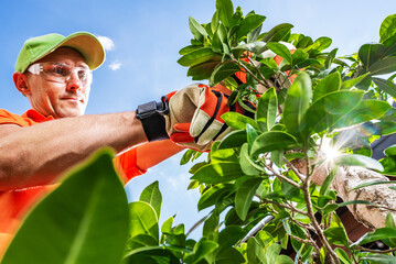 Gardener Pruning a Bush on a Sunny Day in a Residential Backyard