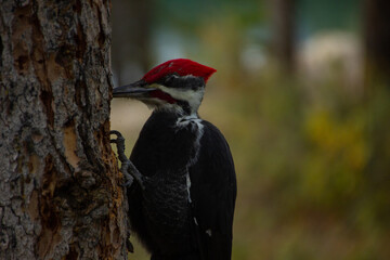 A North American woodpecker (Dryocopus pileatus) perches on a tree trunk