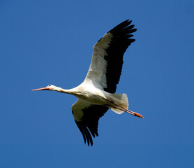 Weißstorch im Flug