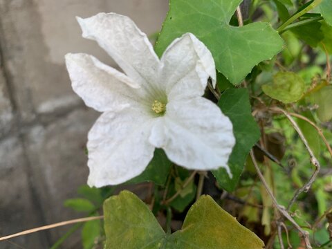 Coccinia grandis L. Voigt flower with green leave  and ground plant in the garden