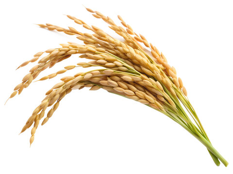 ear of rice isolated on transparent  background 