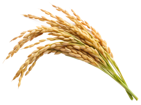 ear of rice isolated on transparent  background 