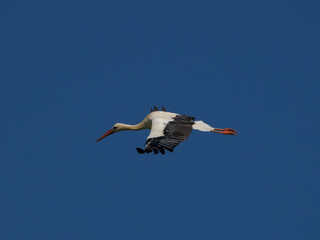Wei&szlig;storch im Flug
