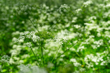 Delicate White Wildflowers Blooming Beautifully in a Lush Green Field, Full of Life and Color