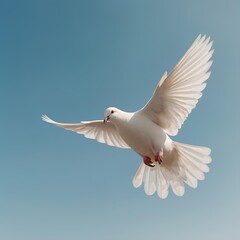 Obraz premium dove in the sky
