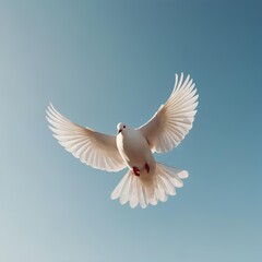 Fototapeta premium white dove flying in sky