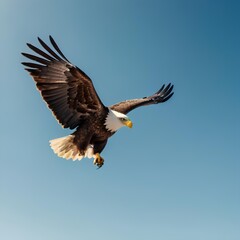Obraz premium bald eagle in flight