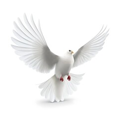Obraz premium White dove of peace on white background 