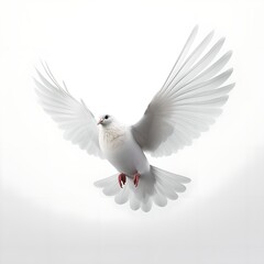 Obraz premium White dove of peace on white background 