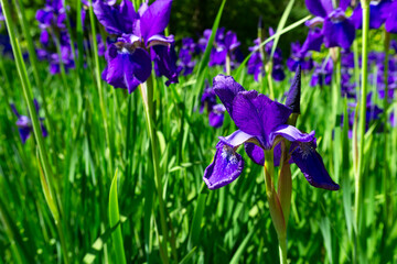 In a lush, vibrant green field, beautiful purple irises bloom with stunning colors and serenity