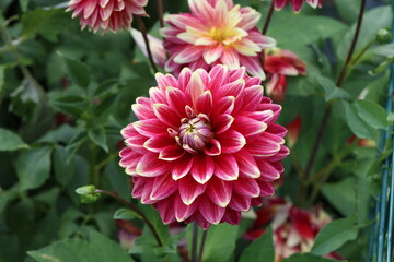 Obraz premium Magenta Color Dalia Flower In The Park.