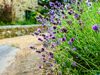 Obraz premium Lavender flowers in full bloom by a quaint stone cottage on a serene summer's day.