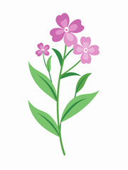  Creeping Phlox vector illustration 