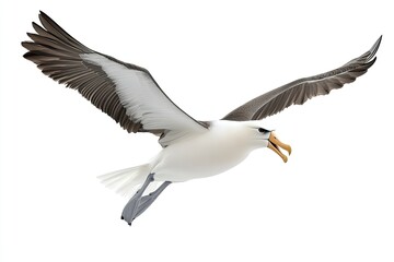 Albatross flying and calling isolated on a white background