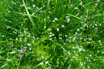 Lush, beautiful green grass is adorned with delicate white flowers thriving in natures embrace