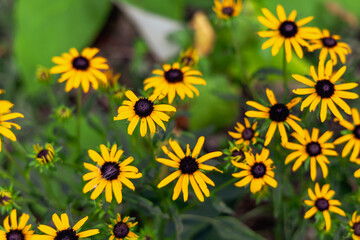 Beautiful bright background with yellow Spanish daisies