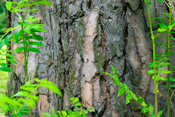 A CloseUp View of Textured Tree Bark Featuring Plush Green Moss Accentuating Natures Beauty