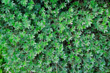 Experience the vibrant and lush green thyme herb plants growing beautifully in your garden space
