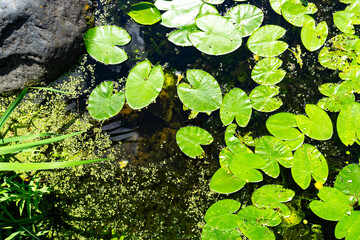 Lush aquatic plants thrive in the calm, peaceful water environment filled with beauty