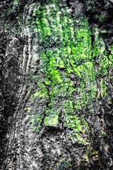 A CloseUp View of Textured Tree Bark Featuring Plush Green Moss Accentuating Natures Beauty
