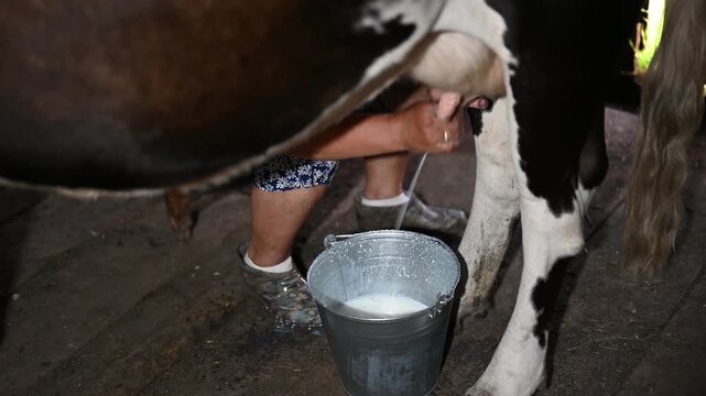 Farmer skillfully milks a cow by hand, filling a metal bucket with fresh milk in a rustic barn. Traditional dairy farming methods in Bashkortostan village