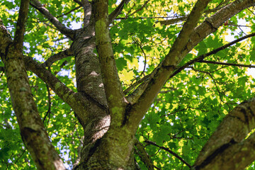 Tree trunk and branches with green leaves