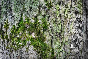 A CloseUp View of Textured Tree Bark Featuring Plush Green Moss Accentuating Natures Beauty